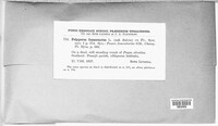 Fomes fomentarius image